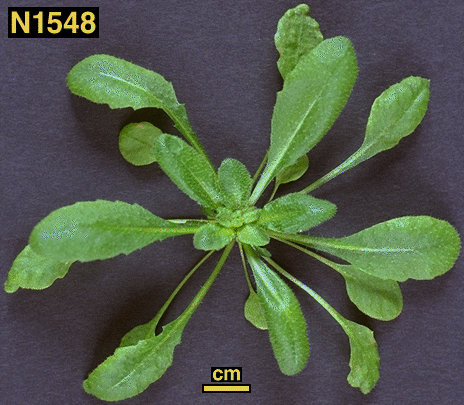 High resolution image of this Arabidopsis plant