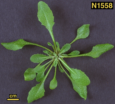 High resolution image of this Arabidopsis plant