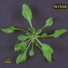 photo of Arabidopsis plant