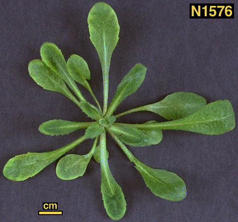 High resolution image of this Arabidopsis plant