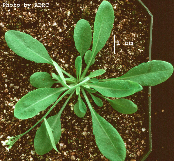 High resolution image of this Arabidopsis plant