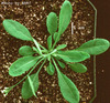 photo of Arabidopsis plant