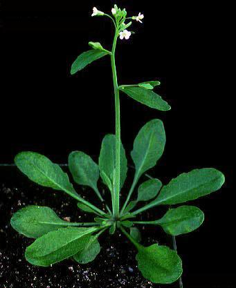 High resolution image of this Arabidopsis plant