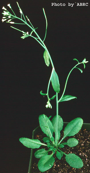 High resolution image of this Arabidopsis plant