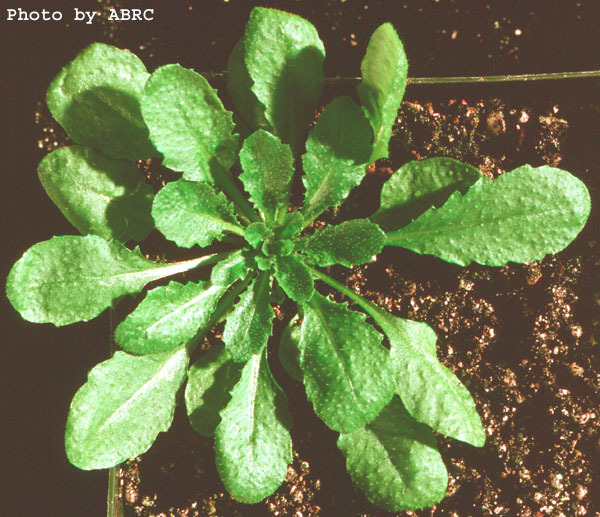 High resolution image of this Arabidopsis plant