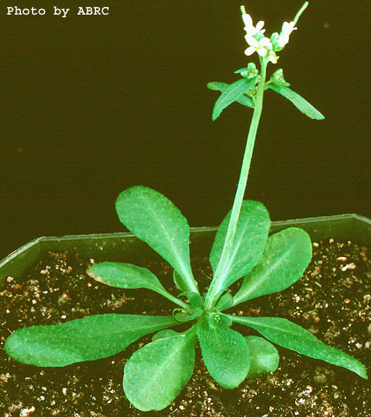 High resolution image of this Arabidopsis plant
