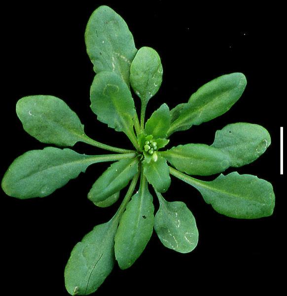 High resolution image of this Arabidopsis plant