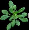 photo of Arabidopsis plant