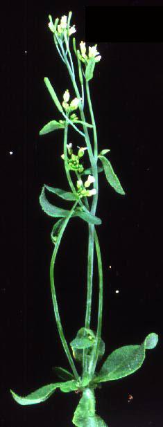 High resolution image of this Arabidopsis plant