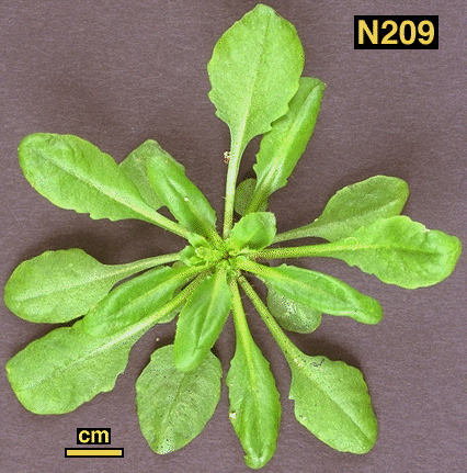 High resolution image of this Arabidopsis plant