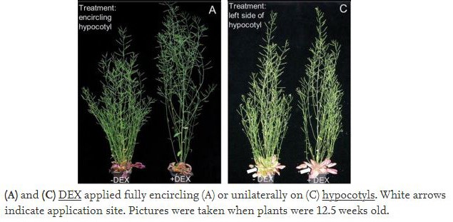 High resolution image of this Arabidopsis plant