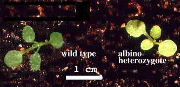 High resolution image of this Arabidopsis plant