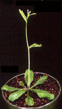 High resolution image of this Arabidopsis plant