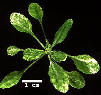 High resolution image of this Arabidopsis plant