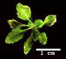 High resolution image of this Arabidopsis plant