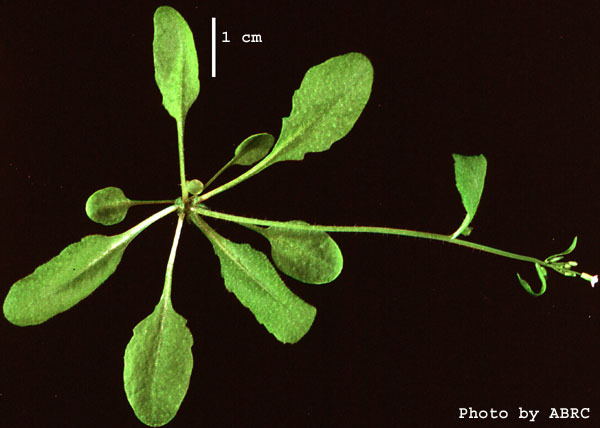 High resolution image of this Arabidopsis plant