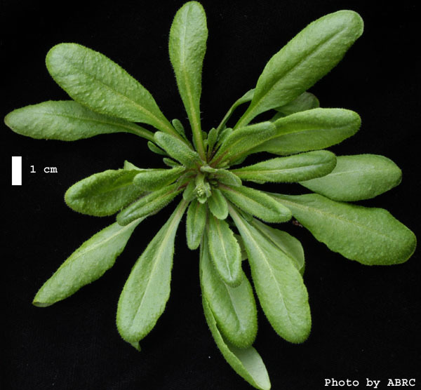 High resolution image of this Arabidopsis plant