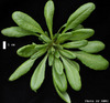 photo of Arabidopsis plant