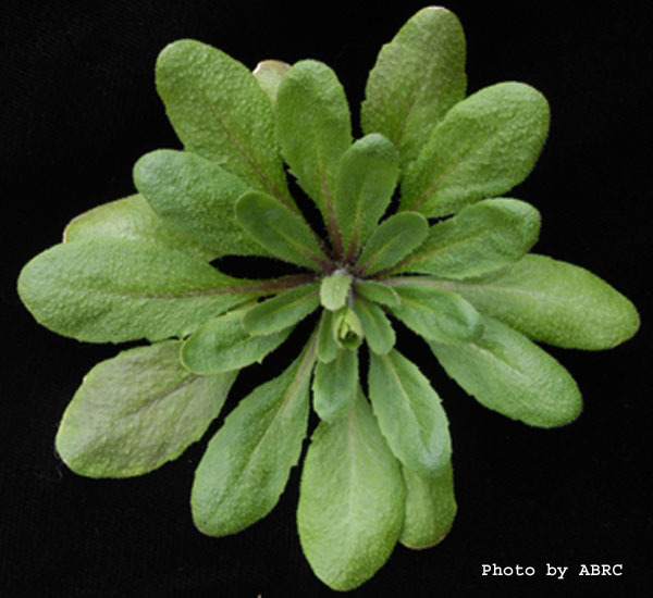 High resolution image of this Arabidopsis plant