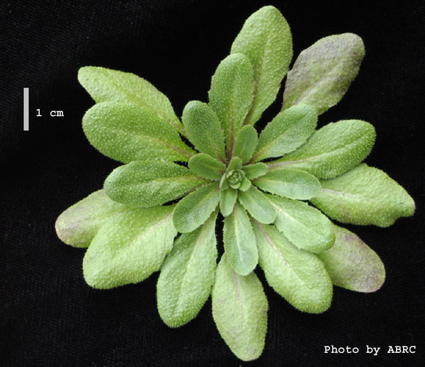 High resolution image of this Arabidopsis plant