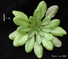 photo of Arabidopsis plant