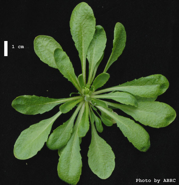 High resolution image of this Arabidopsis plant