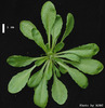 photo of Arabidopsis plant