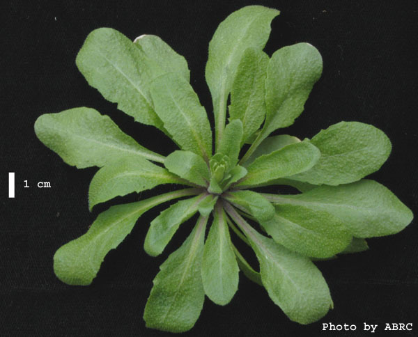 High resolution image of this Arabidopsis plant