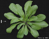 photo of Arabidopsis plant