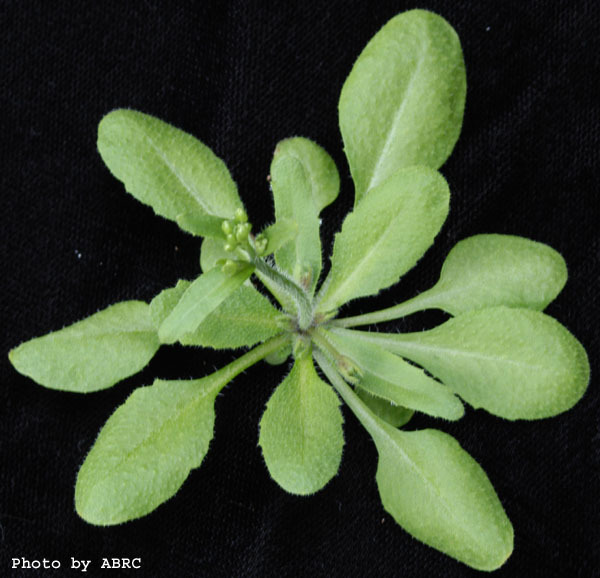 High resolution image of this Arabidopsis plant