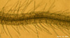 photo of Arabidopsis plant