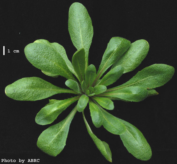 High resolution image of this Arabidopsis plant