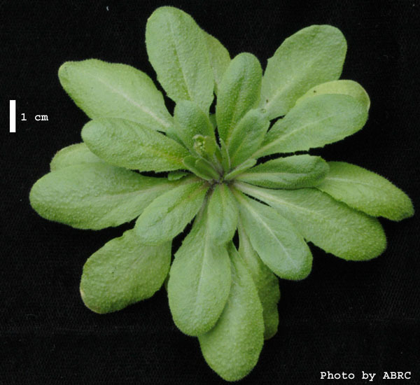 High resolution image of this Arabidopsis plant