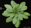 photo of Arabidopsis plant