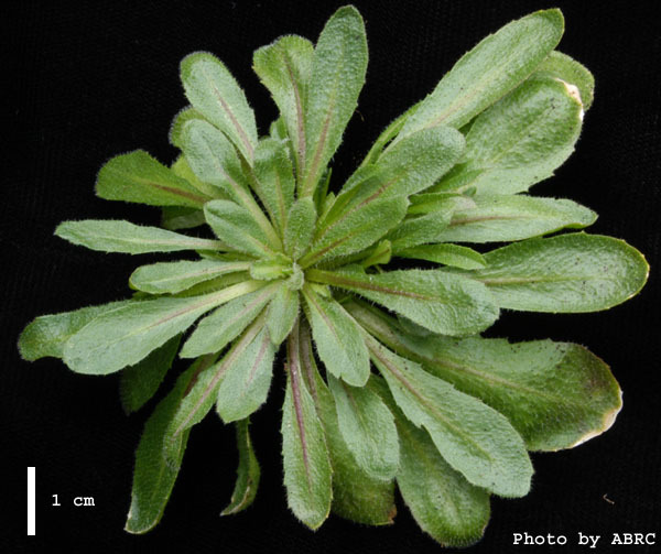 High resolution image of this Arabidopsis plant