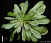 photo of Arabidopsis plant
