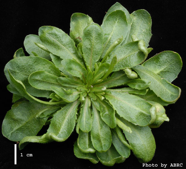 High resolution image of this Arabidopsis plant