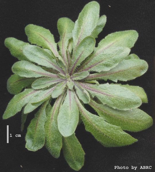 High resolution image of this Arabidopsis plant