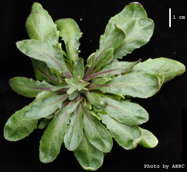 High resolution image of this Arabidopsis plant