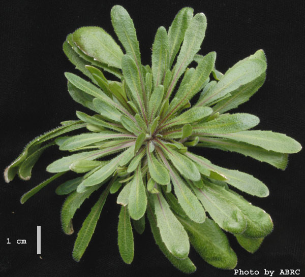 High resolution image of this Arabidopsis plant