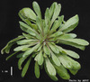 photo of Arabidopsis plant