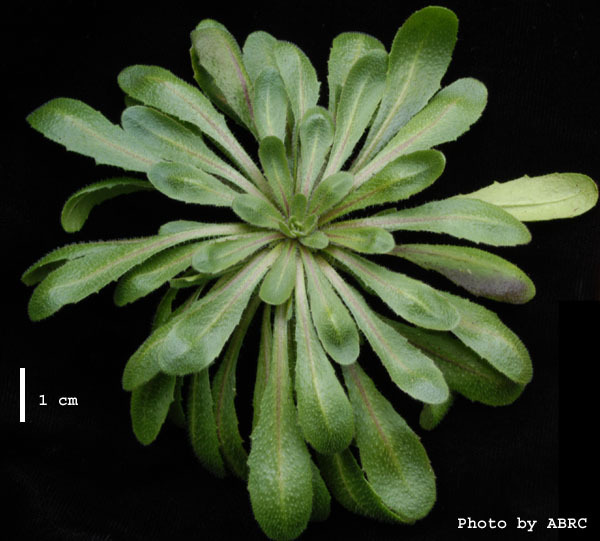 High resolution image of this Arabidopsis plant