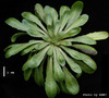 photo of Arabidopsis plant