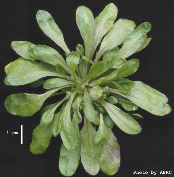 High resolution image of this Arabidopsis plant