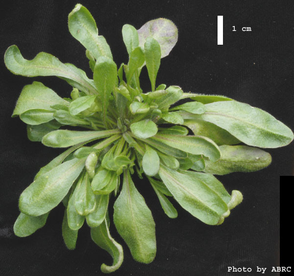 High resolution image of this Arabidopsis plant