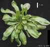 photo of Arabidopsis plant