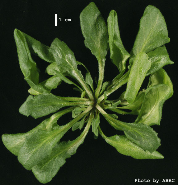 High resolution image of this Arabidopsis plant