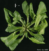 photo of Arabidopsis plant