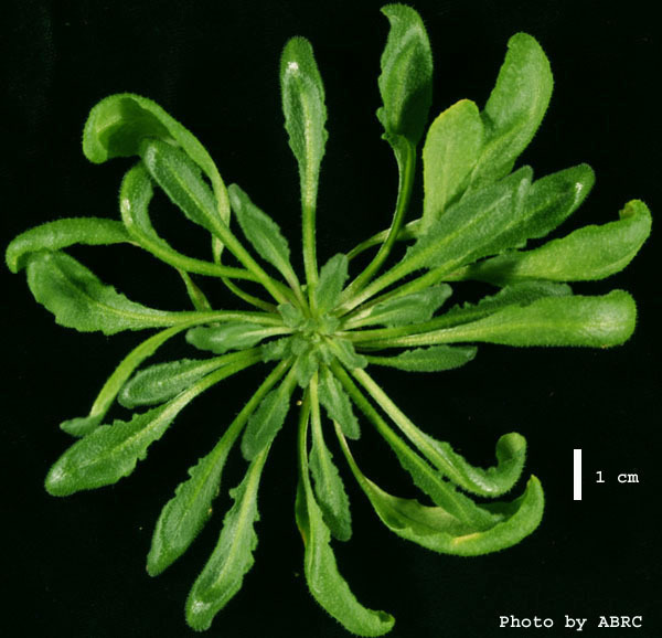 High resolution image of this Arabidopsis plant