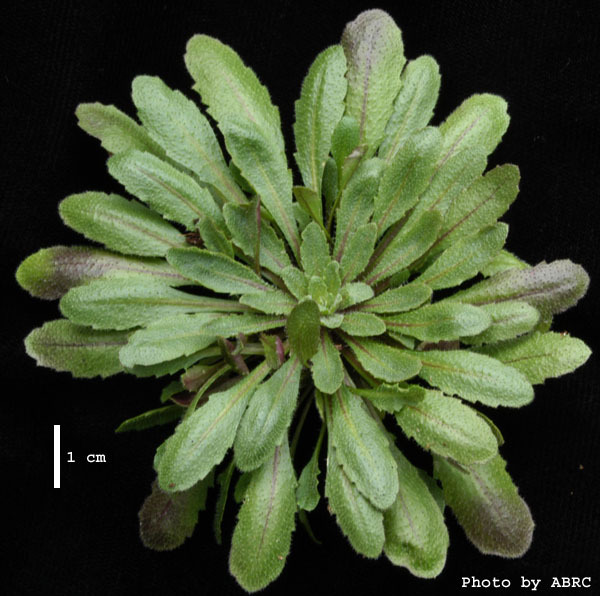 High resolution image of this Arabidopsis plant